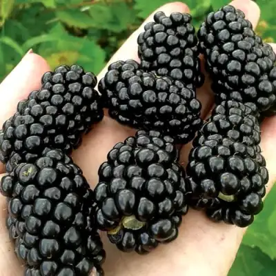 Ежевика ПРАЙМ АРК ФРИДОМ ремонтантная  в Фаниполе