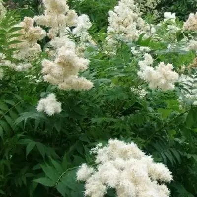 Рябинник рябинолистный в Фаниполе