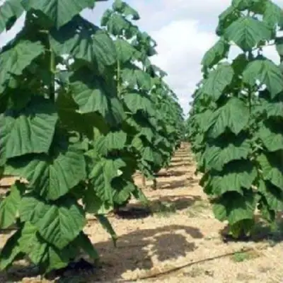 Павловния ПАО ТОГН Z07 в Фаниполе