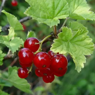 Смородина альпийская ШМИДТ в Фаниполе