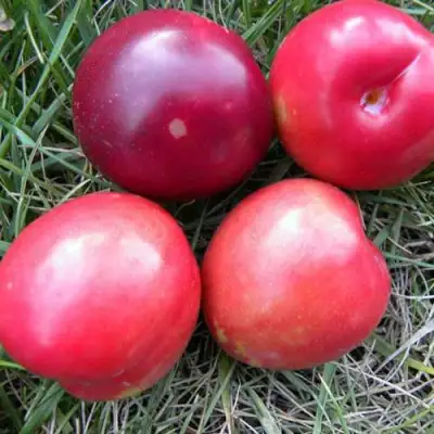 Плумкот БИРИКОККОЛО НОСТРАНО в Фаниполе