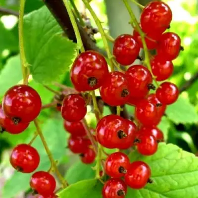 Смородина красная КОРАЛЛОВАЯ в Фаниполе