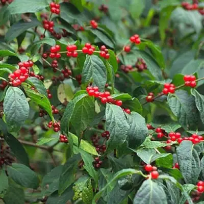 Жимолость МААКА в Фаниполе