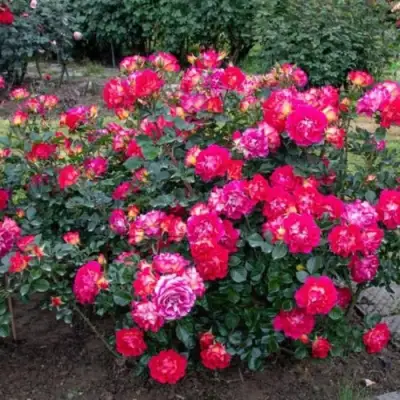 Роза БРЕРА флорибунда в Фаниполе