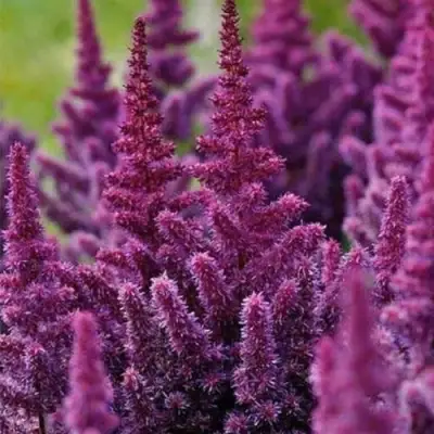 Астильба ПЕПЛ РЕЙН гибридная в Фаниполе