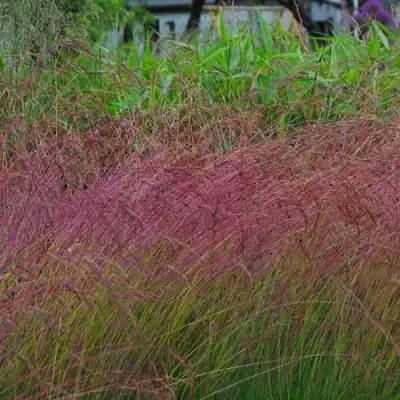 Овсянница АМЕТИСТОВАЯ в Фаниполе