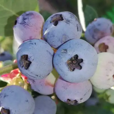 Голубика ХАРРИСОН в Фаниполе