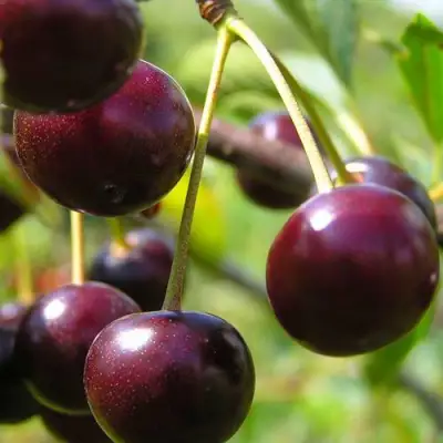 Вишня ЛИВЕНСКАЯ в Фаниполе