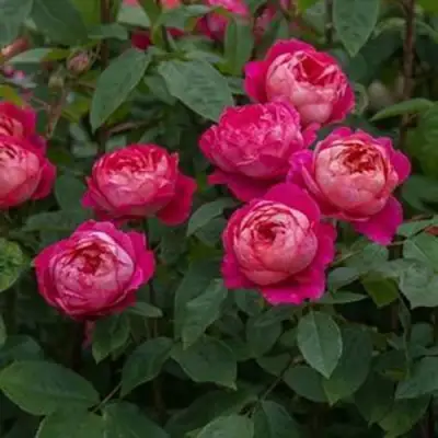 Роза БЕНДЖАМИН БРИТТЕН шраб в Фаниполе