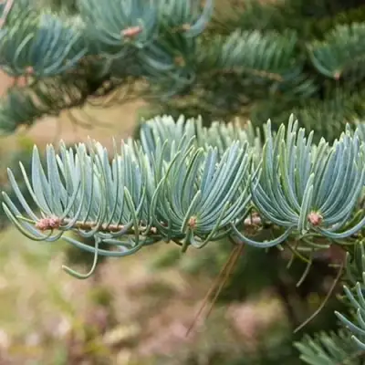 Пихта КОНКОЛОР в Фаниполе