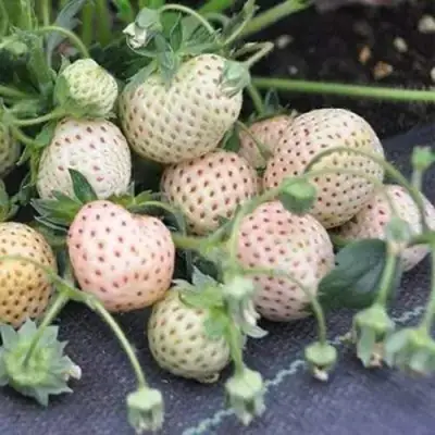 Клубника АНАНАСА ремонтантная в Фаниполе