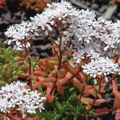 Очиток (седум) КОРАЛ КАРПЕТ белый в Фаниполе