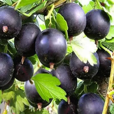 Крыжовник ЧЕРНОМОР в Фаниполе