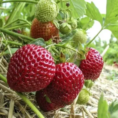 Клубника ЗЕНГА-ЗЕНГАНА в Фаниполе