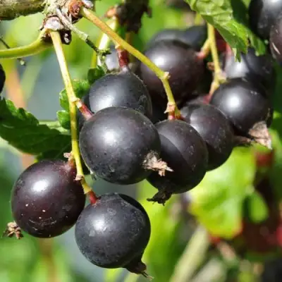 Йошта ДЖОСТАБЕРРИ в Фаниполе