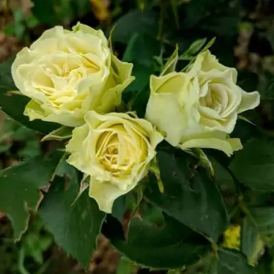 Роза ЛУВИАНА спрей в Фаниполе