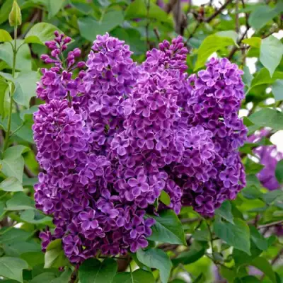 Сирень СУМЕРКИ в Фаниполе