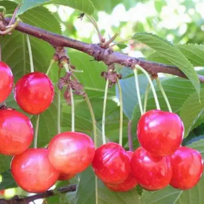 Черешня НАСЛАЖДЕНИЕ в Фаниполе