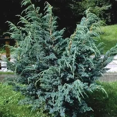Можжевельник БЛЮ АЛЬПС китайский  в Фаниполе