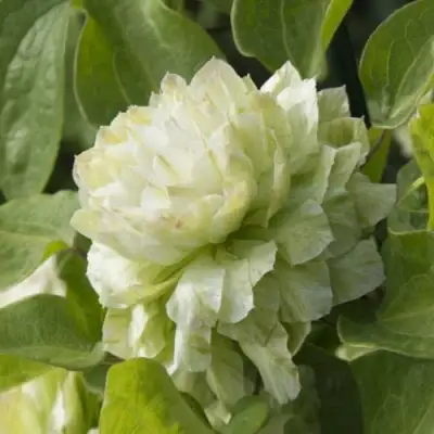 Клематис КОХАНА в Фаниполе