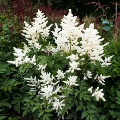 Астильба ДОЙЧЛАНД японская в Фаниполе