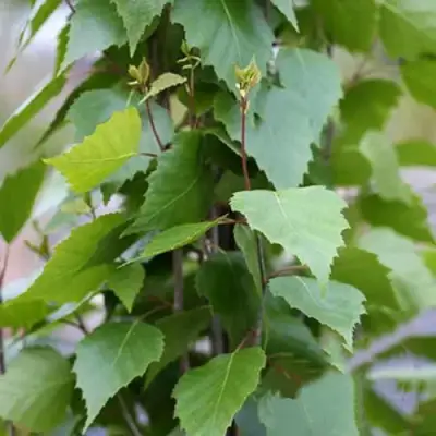 Береза ФАСТИГИАТА повислая  в Фаниполе