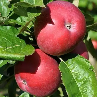 Яблоня СОЗВЕЗДИЕ колонновидная в Фаниполе