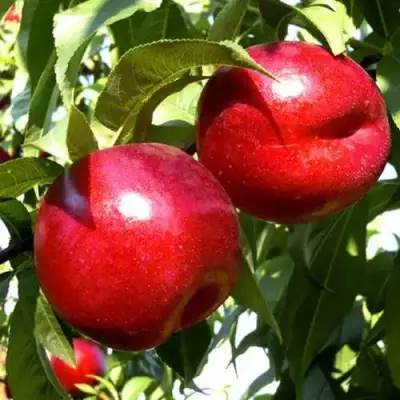 Нектарин ХАРКО в Фаниполе