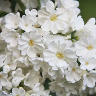 Сирень РОЧЕСТЕР в Фаниполе