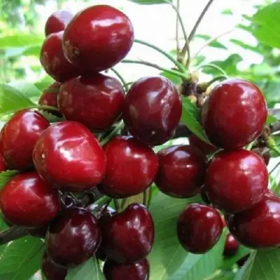 Черешня ГРОНКАВАЯ в Фаниполе