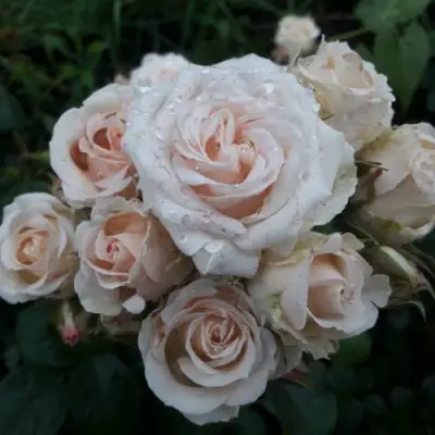 Роза ЯНА спрей в Фаниполе