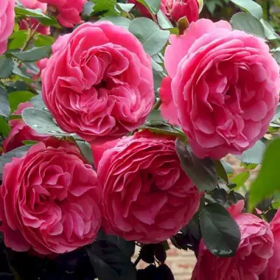 Роза ЛЕОНАРДО ДА ВИНЧИ флорибунда в Фаниполе