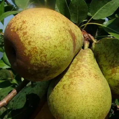 Груша ГЕНЕРАЛ ЛЕКЛЕРК в Фаниполе