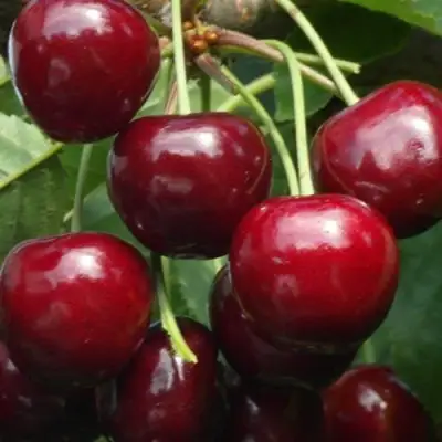 Черешня ГРОНКАВАЯ в Фаниполе