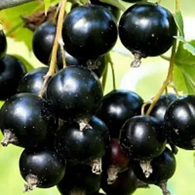 Смородина чёрная СОКРОВИЩЕ в Фаниполе