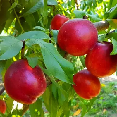 Нектарин НЕКТАРЕД-4 в Фаниполе