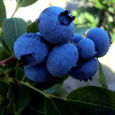 Голубика ДЖЕРСИ в Фаниполе