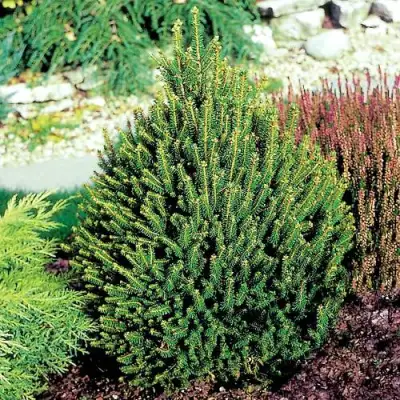 Ель КОМПАКТА обыкновенная в Фаниполе