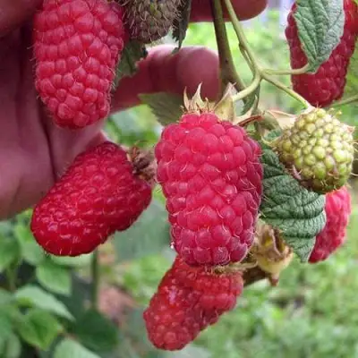 Малина МАРОСЕЙКА в Фаниполе