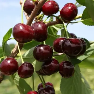 Вишня ГРИОТ БЕЛОРУССКИЙ в Фаниполе