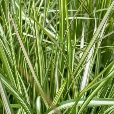 Вейник АВАЛАНШ остроцветковый в Фаниполе