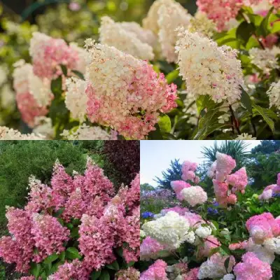 Комплект ЯГОДНОЕ МОРОЖЕНОЕ в Фаниполе