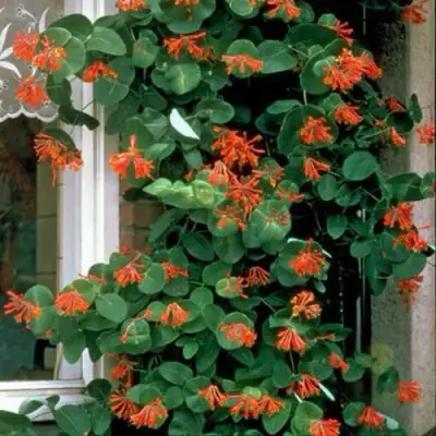 Жимолость ДРОМПОР СКАРЛЕТТ брауна в Фаниполе