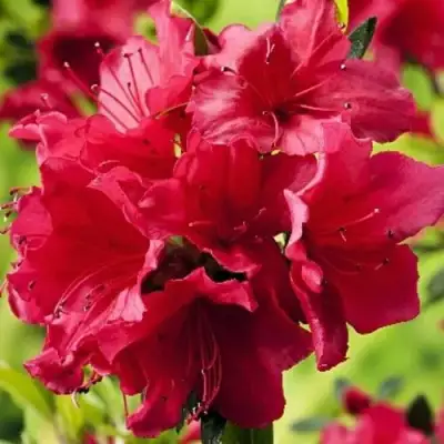 Азалия АРАБЕСК японская в Фаниполе