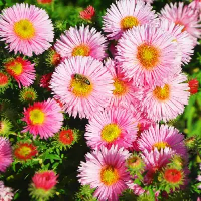 Астра РУДЕЛЬСБУРГ новоанглийская в Фаниполе