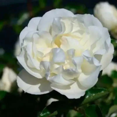 саженцы розы Вайт Мейдиланд