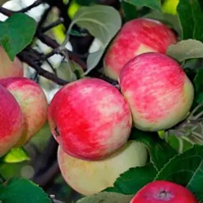 Яблоня СЕРЕБРЯНОЕ КОПЫТЦЕ в Фаниполе