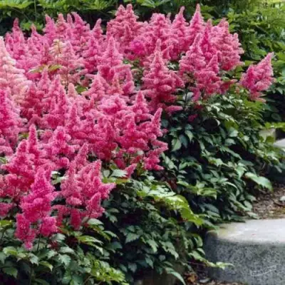 Астильба БОНН японская в Фаниполе