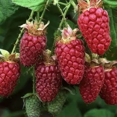 Малина РУБИНОВОЕ ОЖЕРЕЛЬЕ в Фаниполе