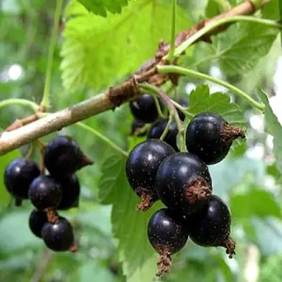 Смородина чёрная БИНАР в Фаниполе